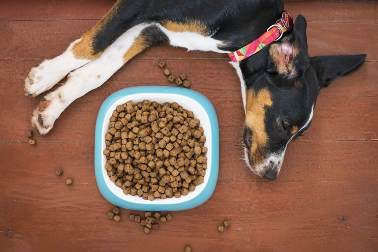 6 Powerful Reasons To Get a Dog Food Mat