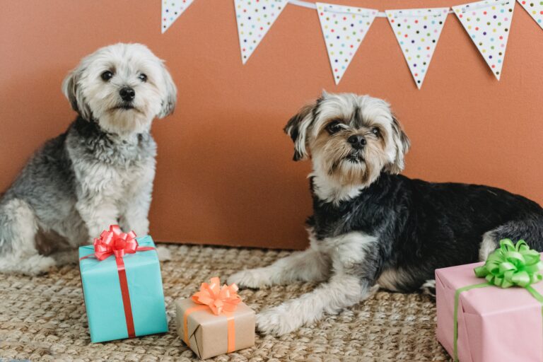 5 Interesting Gift Ideas for Your Doggy Pal