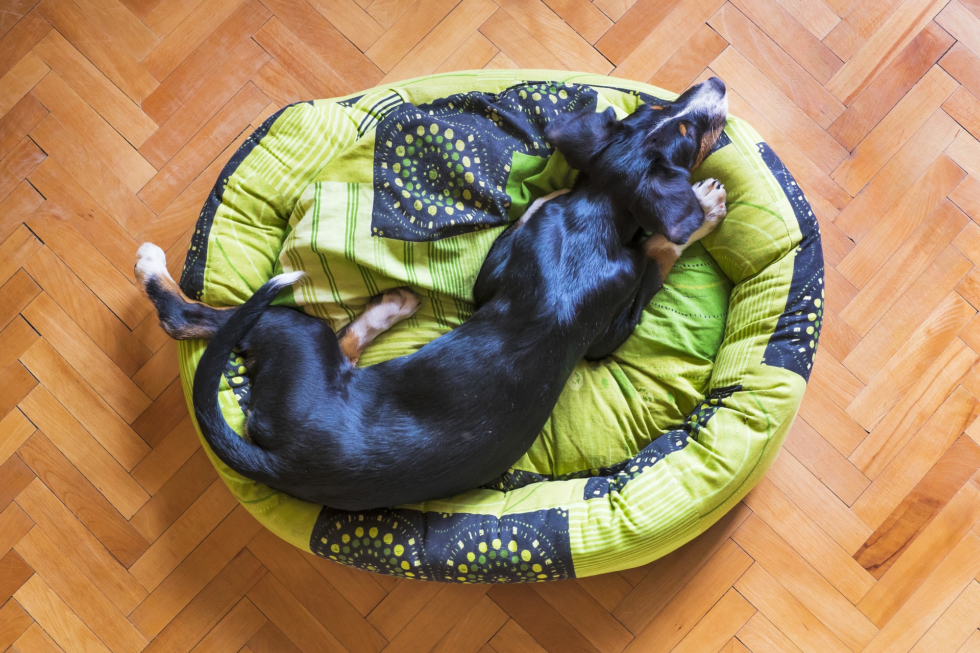 Why Do You Need Multiple Dog Beds In The House?